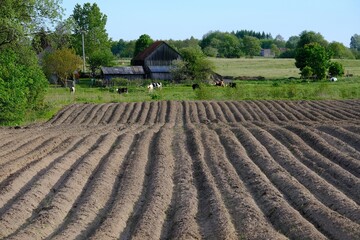 Rural scenery with buildings of farm and freshly plowed field of potato in spring. 