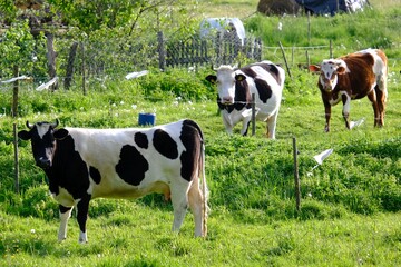 Herd of black and white cows stands on a green meadow and looks at lens