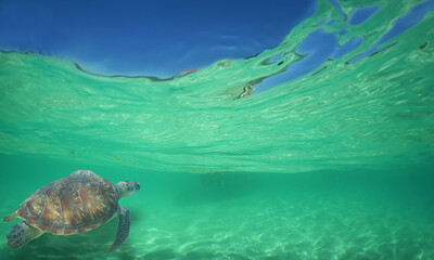 a sea turtle on a reef