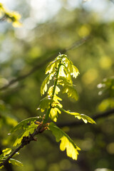 oak leaves in spring..