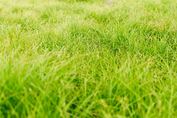 green grass on the glade