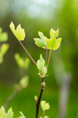 tulip tree
