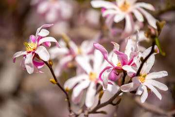 Blooming magnolia in spring. Beautiful buds of pink flowers close-up with blurred space for text.