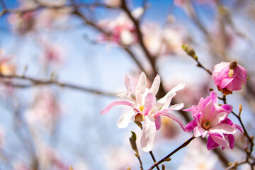 Blooming magnolia in spring. Beautiful buds of pink flowers close-up with blurred space for text.