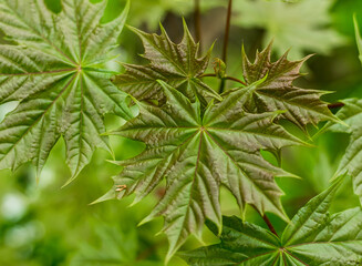 maple leaves on a branch..