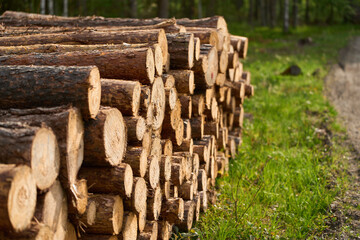A Pile of Logs in the forest