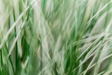 the grass is gray green..