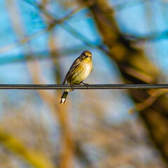 Bird perched atop a wire