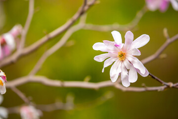 Blooming magnolia in spring. Beautiful buds of pink flowers close-up with blurred space for text.