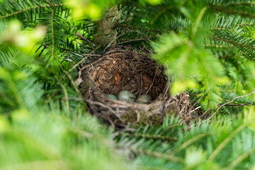 bird eggs in the nest..