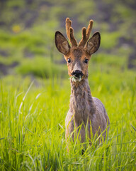 Deer in grass with eyes shut and ears alert
