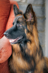 Closeup shot of a long-haired German shepherd