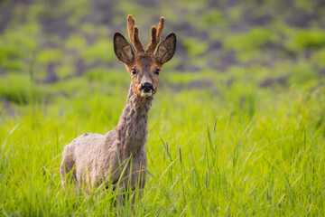 Deer standing in grass, head turned