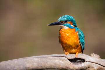 Kingfisher perched on a branch