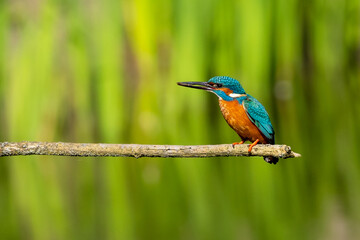 Bird perched on a branch with lush green foliage in the backdrop