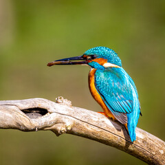 Bird with elongated beak rests on tree branch during a sunny day