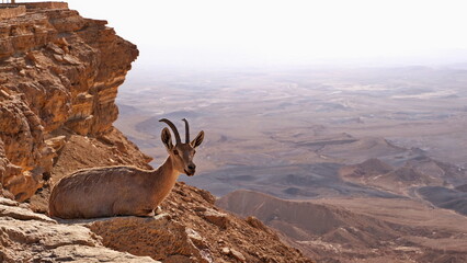 Makhtesh Ramon is a geological feature of the Israeli Negev Desert. Situated approximately 85 km south of the city of Beersheba, this landform represents the world's largest erosion circus. The format