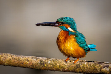 Small bird perched on branch, black beak