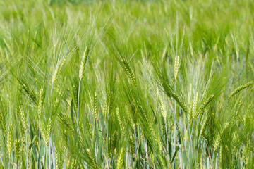 Green wheat field background.