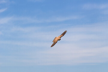 Common kestrel or European kestrel flying towards the camera, close-up.