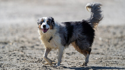 australian shepherd dog on the beach, beautifull eyes. Dog on the beach. space for text. White space.