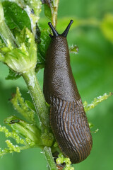 Vertical closeup on a Chocolate Arion rufus slug, a pest species in the garden