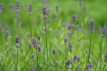 Soft closeup on emerging purple Lavender flowers , Lavendula angustifolia against a green background