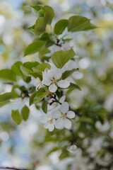 Closeup of blooming flowers on a tree branch in a park in spring