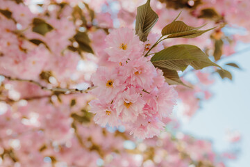 Closeup of blooming flowers on a tree branch in a park in spring