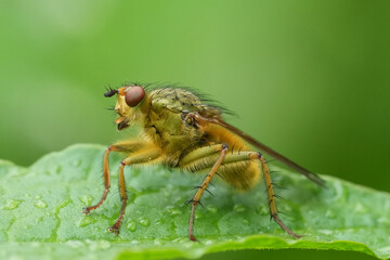 Closeup on a hairy yellow dung fly, Scathophaga stercoraria sitting on a green leaf
