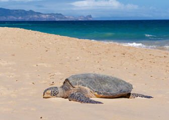 Green sea turtle (Chelonia mydas) on a beach in Ho'okipa Beach Park, island of Maui, Hawaii, USA.