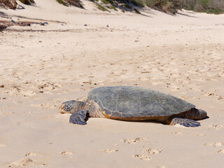 Green sea turtle (Chelonia mydas) on a beach in Ho'okipa Beach Park, island of Maui, Hawaii, USA.