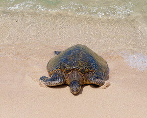 Green sea turtle (Chelonia mydas) on a beach in Ho'okipa Beach Park, island of Maui, Hawaii, USA.