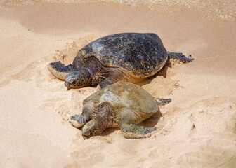 Green sea turtles (Chelonia mydas) on a beach in Ho'okipa Beach Park, island of Maui, Hawaii, USA.