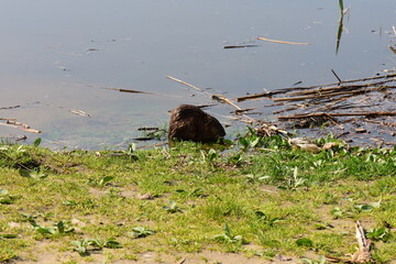 nutria (water rat) swimming in lake