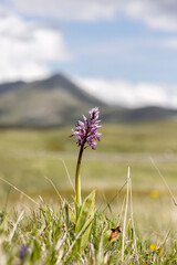 Obraz premium Orchis militaris, wild orchid, photographed in the Italian Apennines at high altitudes. Abruzzo, Italy.
