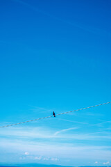 Bird Perched on Wire Against Clear Blue Sky

