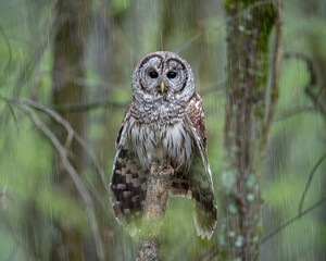 Owl perched on a tree branch under heavy rainfall in a forest