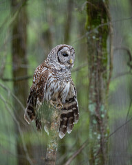Beautiful barred owl perched on a tree branch