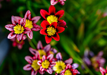 Obraz premium Macro shot of red and yellow flowers in the San Francisco Bay Area