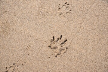 Traces of dog paws on the beach
