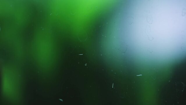 Closeup shot of Detritus worms crawling on the glass of a freshwater aquarium with blur background
