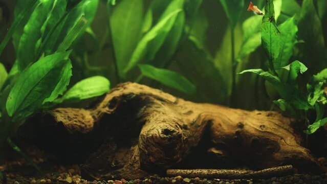 Female betta fish and guppies swimming in the clear freshwater aquarium