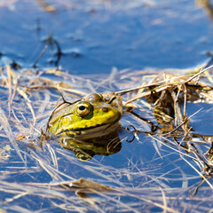 Frog camouflaged in water among algae.