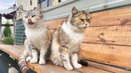 Two cats, almost the same coloring, sit on a wooden bench