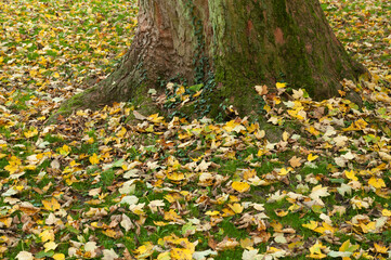Obraz premium Autumn leaves lying on the grass near a tree
