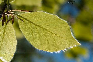 Close-up of fresh beech leaves against the light. Germany
