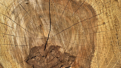 Texture of old wood, with cracks, close-up shot
