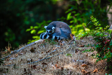 Animal in a grassy field with trees in the background