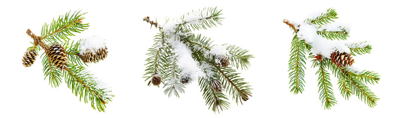 christmas tree branch with snow